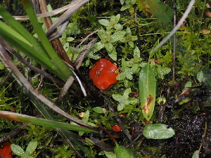  ( - FDS-CA-05031)  @11 [ ] by (2024) Justin Paulin Fungal Diversity Survey