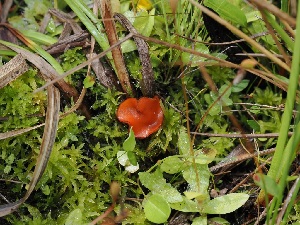  ( - FDS-CA-05031)  @11 [ ] by (2024) Justin Paulin Fungal Diversity Survey