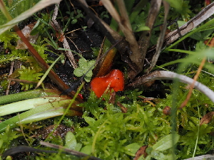  ( - FDS-CA-05031)  @11 [ ] by (2024) Justin Paulin Fungal Diversity Survey