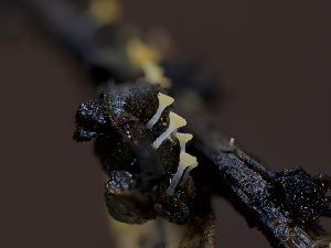  ( - FDS-CA-05025)  @11 [ ] by (2024) Justin Paulin Fungal Diversity Survey