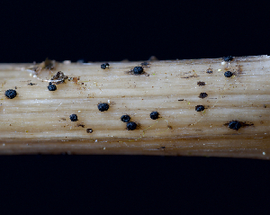  ( - FDS-CA-05026)  @11 [ ] by (2024) Justin Paulin Fungal Diversity Survey