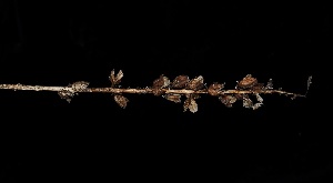  ( - FDS-CA-05026)  @11 [ ] by (2024) Justin Paulin Fungal Diversity Survey