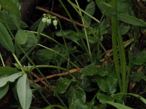  (Pucciniastrum pyrolae - FDS-CA-05024)  @11 [ ] by (2024) Justin Paulin Fungal Diversity Survey