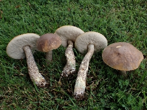  ( - FDS-CA-05091)  @11 [ ] by (2024) Mandy Hackney Fungal Diversity Survey