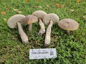  ( - FDS-CA-05091)  @11 [ ] by (2024) Mandy Hackney Fungal Diversity Survey
