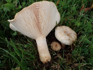  ( - FDS-CA-05109)  @11 [ ] by (2024) Mandy Hackney Fungal Diversity Survey