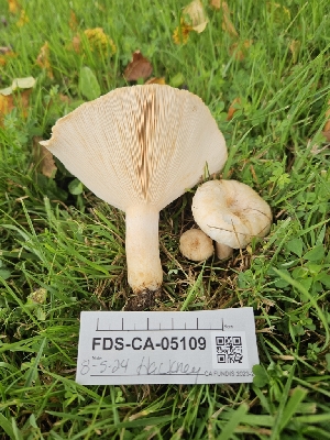  ( - FDS-CA-05109)  @11 [ ] by (2024) Mandy Hackney Fungal Diversity Survey