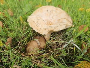  ( - FDS-CA-05092)  @11 [ ] by (2024) Mandy Hackney Fungal Diversity Survey