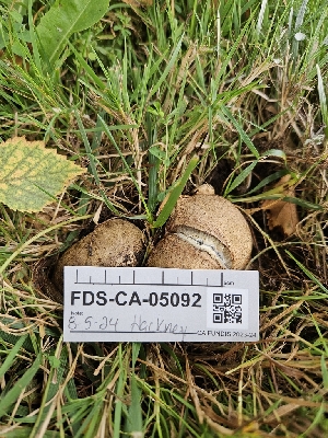  ( - FDS-CA-05092)  @11 [ ] by (2024) Mandy Hackney Fungal Diversity Survey