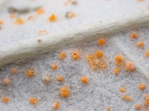  ( - FDS-CA-05118)  @11 [ ] by (2024) Mandy Hackney Fungal Diversity Survey