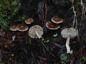  ( - FDS-CA-06706)  @11 [ ] by (2024) Justin Paulin Fungal Diversity Survey