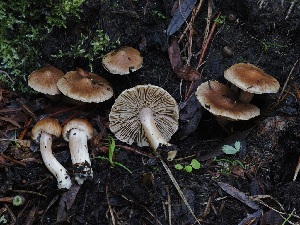  (Inocybe sp. CA24 - FDS-CA-06706)  @11 [ ] by (2024) Justin Paulin Fungal Diversity Survey