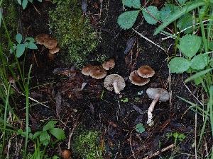  ( - FDS-CA-06706)  @11 [ ] by (2024) Justin Paulin Fungal Diversity Survey
