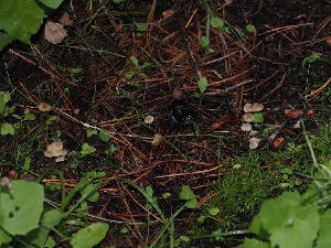  ( - FDS-CA-06710)  @11 [ ] by (2024) Justin Paulin Fungal Diversity Survey