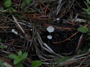  ( - FDS-CA-06710)  @11 [ ] by (2024) Justin Paulin Fungal Diversity Survey