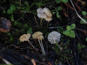  ( - FDS-CA-06710)  @11 [ ] by (2024) Justin Paulin Fungal Diversity Survey
