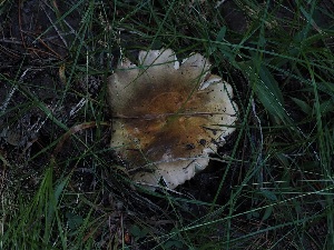  ( - FDS-CA-06720)  @11 [ ] by (2024) Justin Paulin Fungal Diversity Survey