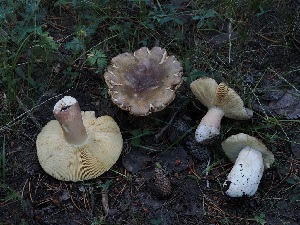  ( - FDS-CA-06720)  @11 [ ] by (2024) Justin Paulin Fungal Diversity Survey