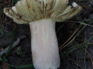  ( - FDS-CA-06720)  @11 [ ] by (2024) Justin Paulin Fungal Diversity Survey