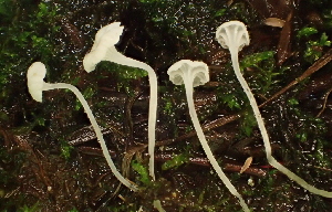  ( - FDS-CA-05349)  @11 [ ] by-nc (2024) Damon Tighe Fungal Diversity Survey