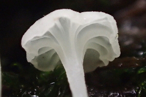 ( - FDS-CA-05349)  @11 [ ] by-nc (2024) Damon Tighe Fungal Diversity Survey