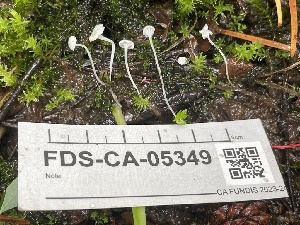  ( - FDS-CA-05349)  @11 [ ] by-nc (2024) Damon Tighe Fungal Diversity Survey
