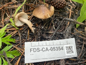  ( - FDS-CA-05354)  @11 [ ] by-nc (2024) Damon Tighe Fungal Diversity Survey