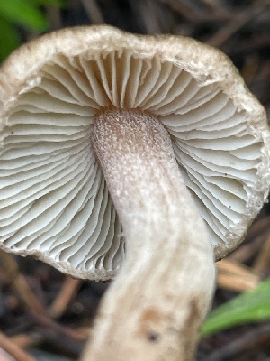  ( - FDS-CA-05354)  @11 [ ] by-nc (2024) Damon Tighe Fungal Diversity Survey