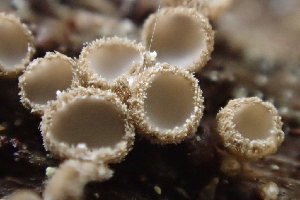  (Brunnipila sp. CA05 - FDS-CA-05359)  @11 [ ] by-nc (2024) Damon Tighe Fungal Diversity Survey