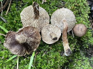  ( - FDS-CA-05368)  @11 [ ] by-nc (2024) Damon Tighe Fungal Diversity Survey