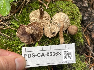  ( - FDS-CA-05368)  @11 [ ] by-nc (2024) Damon Tighe Fungal Diversity Survey