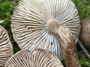  ( - FDS-CA-05368)  @11 [ ] by-nc (2024) Damon Tighe Fungal Diversity Survey