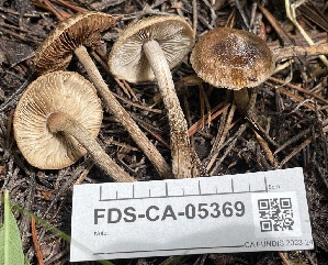  ( - FDS-CA-05369)  @11 [ ] by-nc (2024) Damon Tighe Fungal Diversity Survey