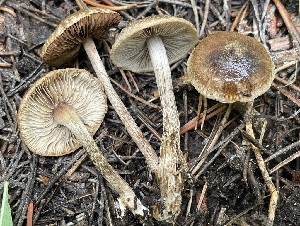  ( - FDS-CA-05369)  @11 [ ] by-nc (2024) Damon Tighe Fungal Diversity Survey
