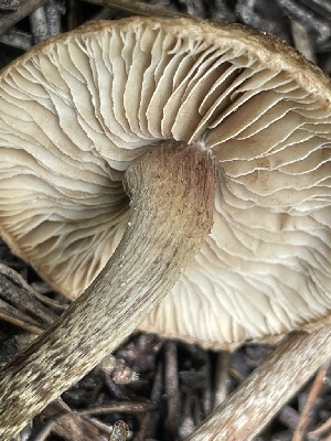  ( - FDS-CA-05369)  @11 [ ] by-nc (2024) Damon Tighe Fungal Diversity Survey