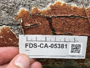  ( - FDS-CA-05381)  @11 [ ] by-nc (2024) Damon Tighe Fungal Diversity Survey