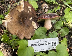  ( - FDS-CA-05384)  @11 [ ] by-nc (2024) Damon Tighe Fungal Diversity Survey