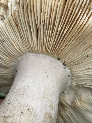 ( - FDS-CA-05384)  @11 [ ] by-nc (2024) Damon Tighe Fungal Diversity Survey
