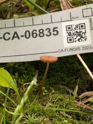  (Galerina diabolissima - FDS-CA-06835)  @11 [ ] by-nc (2024) Stu Pickell Fungal Diversity Survey