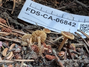  (Inocybe sp. rufoalba-CA01 - FDS-CA-06842)  @11 [ ] by-nc (2024) Stu Pickell Fungal Diversity Survey