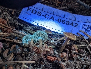  ( - FDS-CA-06842)  @11 [ ] by-nc (2024) Stu Pickell Fungal Diversity Survey