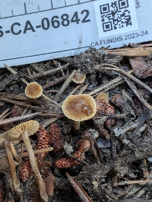  ( - FDS-CA-06842)  @11 [ ] by-nc (2024) Stu Pickell Fungal Diversity Survey