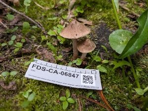  ( - FDS-CA-06847)  @11 [ ] by-nc (2024) Stu Pickell Fungal Diversity Survey