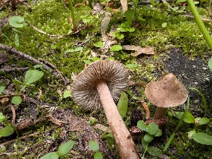  ( - FDS-CA-06847)  @11 [ ] by-nc (2024) Stu Pickell Fungal Diversity Survey