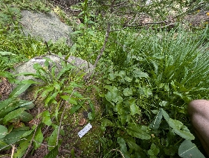  ( - FDS-CA-06847)  @11 [ ] by-nc (2024) Stu Pickell Fungal Diversity Survey