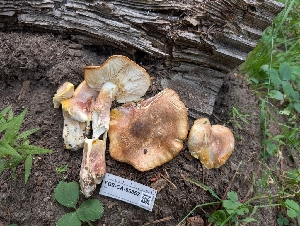  ( - FDS-CA-06852)  @11 [ ] by-nc (2024) Stu Pickell Fungal Diversity Survey