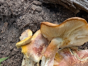  ( - FDS-CA-06852)  @11 [ ] by-nc (2024) Stu Pickell Fungal Diversity Survey