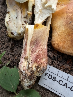  ( - FDS-CA-06852)  @11 [ ] by-nc (2024) Stu Pickell Fungal Diversity Survey