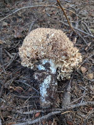  ( - FDS-CA-06855)  @11 [ ] by-nc (2024) Stu Pickell Fungal Diversity Survey
