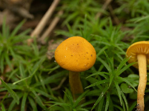  ( - FDS-CA-06862)  @11 [ ] by-nc (2024) Stu Pickell Fungal Diversity Survey